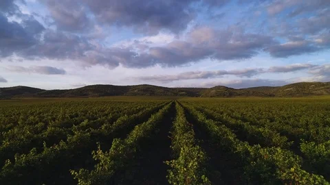 Fields of organic grapes for wine in the summer, aerial drone view Stock Footage 118523327