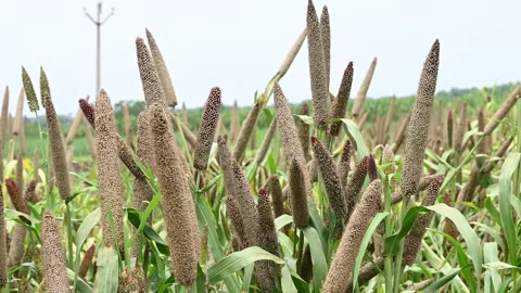 Fields of pearl millets (bajra). processing farm. lovely view of millet sta.. Stock Footage 310181768
