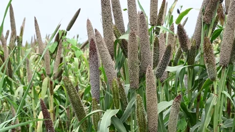 cluster bean plant Cluster Bean Guwar Fali  desi legume, summer harvest  myBageecha