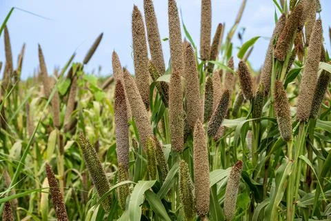 Fields of pearl millets (bajra). processing farm. lovely view of millet sta.. Stock Photos