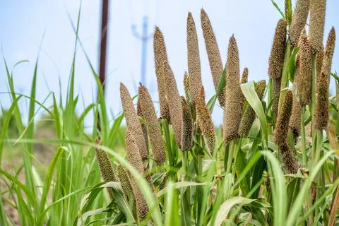 Fields of pearl millets (bajra). processing farm. lovely view of millet sta.. Fotos de archivo
