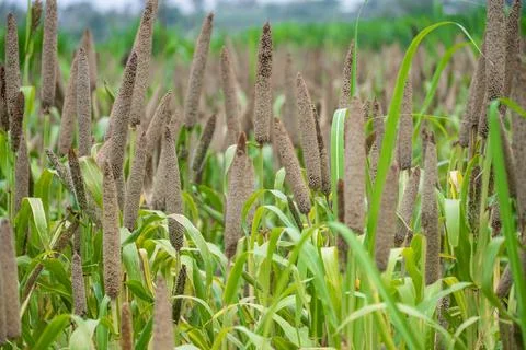 Fields of pearl millets (bajra). processing farm. lovely view of millet sta.. Stock Photos
