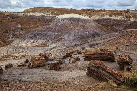 Fields of Petrified Logs at Crystal Forest, Petrified Forest National Park Stock Photos
