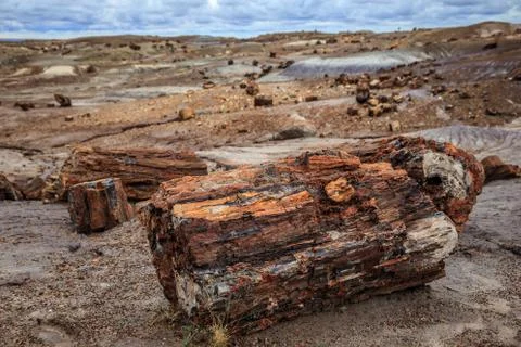 Fields of Petrified Logs at Crystal Forest, Petrified Forest National Park Stock Photos
