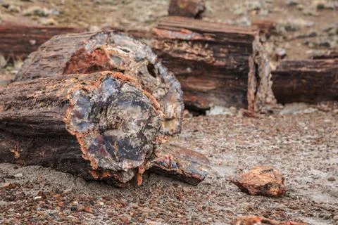 Fields of Petrified Logs at Crystal Forest, Petrified Forest National Park Stock Photos