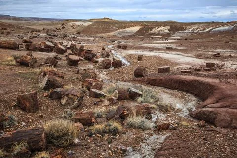 Fields of Petrified Logs at Crystal Forest, Petrified Forest National Park Stock Photos