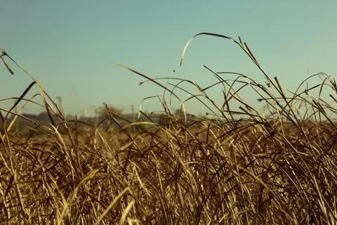 In the Fields Stock Photos