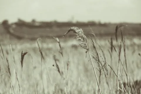 In the Fields Stock Photos
