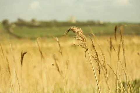In the Fields Stock Photos