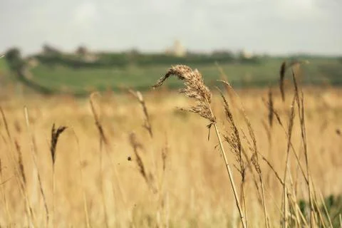 In the Fields Stock Photos