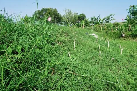 The Fields Stock Photos