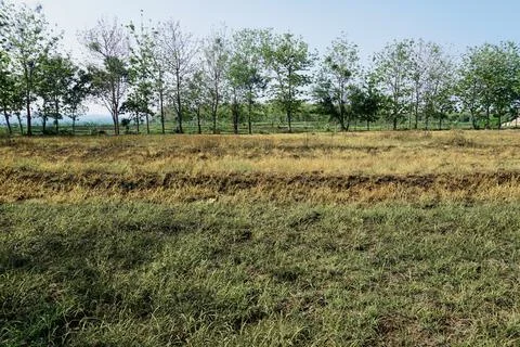 The Fields Stock Photos