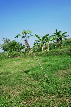 The Fields Stock Photos