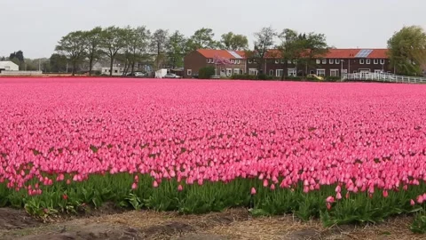 Fields of pink tulips 库存影片 90104967