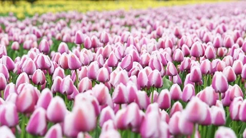 Fields of pink tulips Stock Footage 90105059