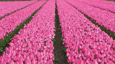 Fields of pink tulips Vídeos de archivo 90749163
