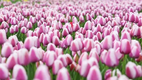 Fields of pink tulips Vídeos de archivo 90749261