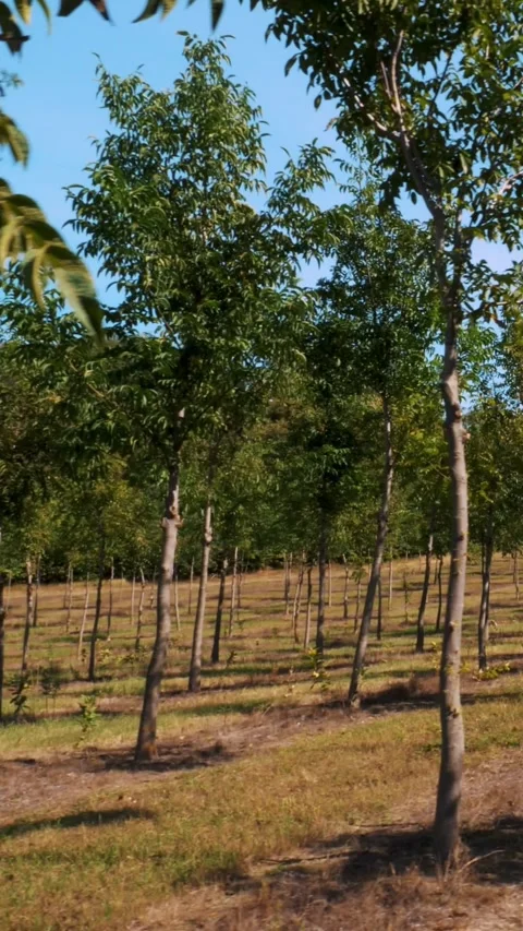 Fields, plantations of Foresters unique hybrid nut, designed to produce valuable Stock Footage 310569874