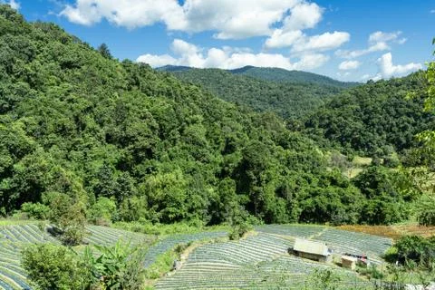 Fields planted with a small hut in the middle of the forest Stock Photos