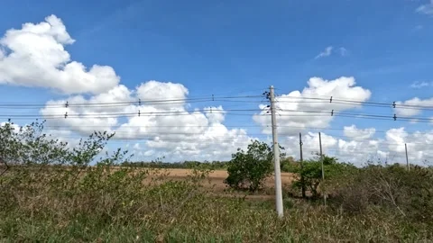 Fields planted with sugar cane on the side of the road. Stock Footage 237572834