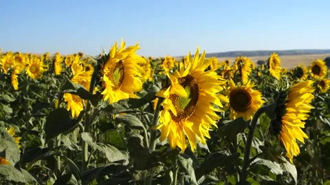 Fields planted with sunflowers in continental climate, thousands of yellow-fl 스톡 동영상 205049155