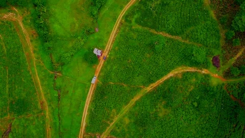 Fields planted with tea in sri Lanka Stock Footage 107914074