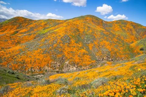 Fields of Poppies Stock Photos