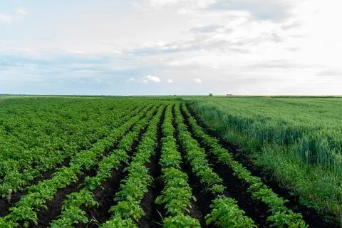 Fields of Potatoes and Wheat Growing Under a Cloudy Sky in an Open Landscap.. Stock Photos