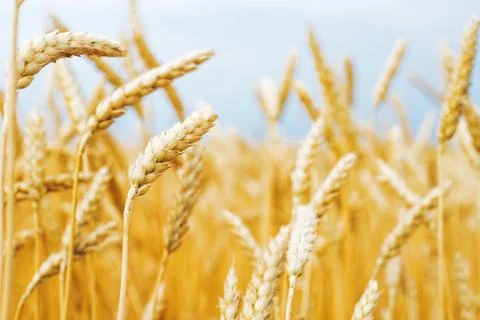 Fields with pseudonym Stock Photos