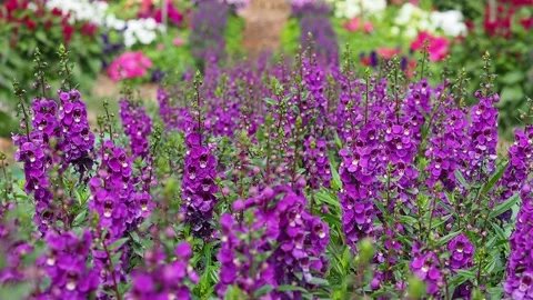 Fields of purple flowers are blowing with a gentle breeze in winter. Stock Footage 167803582
