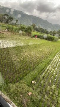 Fields with rain Stock Photos