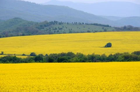 Fields of rape and green hills Stock Photos
