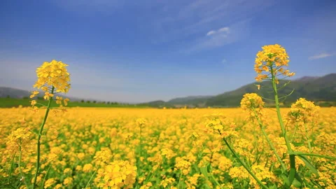 Fields of Rape Blossoms in the Wind with the Mountains of Mizuo in the Vídeos de archivo 330316464