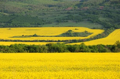 Fields of rape Stock Photos