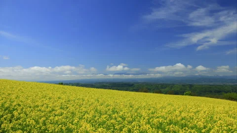 The Fields of Rapeseed and Flowing Clouds in Shino Ko's Direction Towards the Stock Footage 333184874