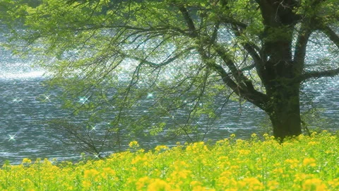 Fields of Rapeseed and the Fresh Green Willows by the Shimmering Water Surface 스톡 동영상 330316655