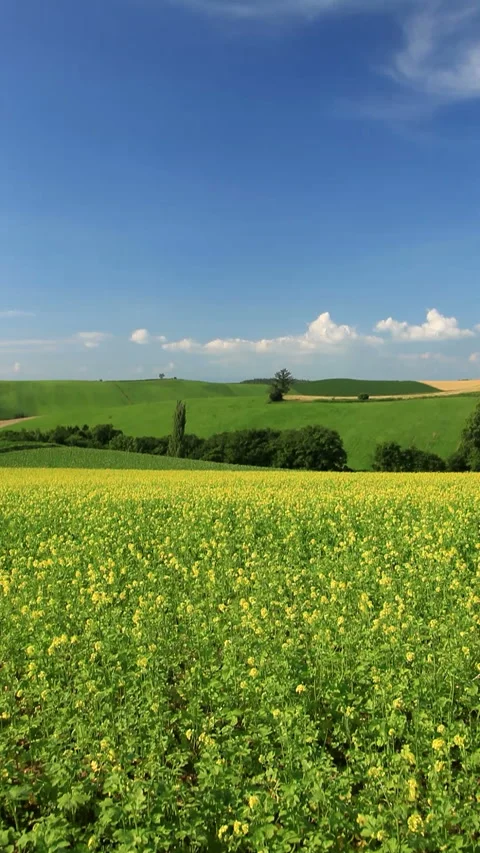 Fields of Rapeseed and Hills Vídeo Stock 330240108