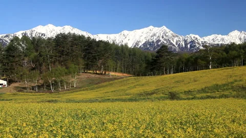 Fields of Rapeseed and Mount Kashimayari: The Northern Alps 스톡 동영상 330196632