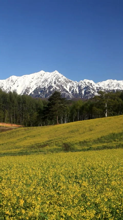 Fields of Rapeseed and Mount Kashimayari: The Northern Alps Vídeo Stock 330196645
