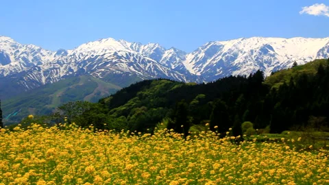 Fields of Rapeseed and the Peaks of Goryudake and Kashimayari in the Northern Vídeo Stock 330303923