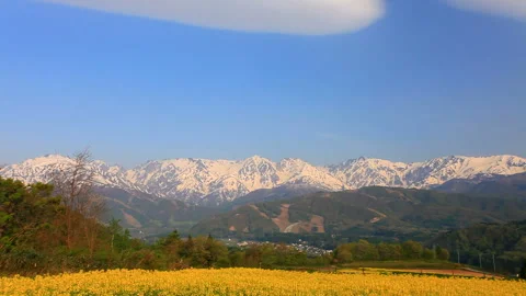 Fields of Rapeseed and the Peaks of the Northern Alps, including Mount Hakuba 스톡 동영상 330302876