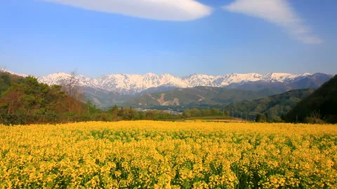 Fields of Rapeseed and the Peaks of the Northern Alps, including Mount Hakuba 스톡 동영상 330302991