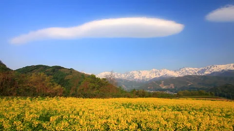 Fields of Rapeseed and the Peaks of the Northern Alps, including Mount Hakuba Vídeo Stock 330302995