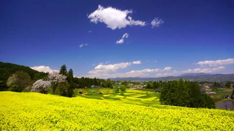 Fields of Rapeseed, Cherry Blossoms, the Azumino Basin, and Cotton Clouds Stockbeeldmateriaal 330991104