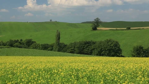 Fields of Rapeseed, Groves, and Hills 스톡 동영상 330239969