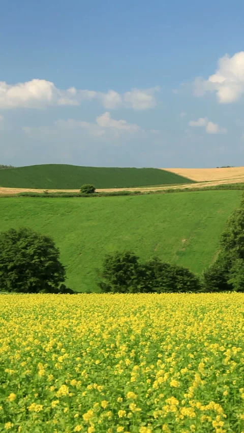Fields of Rapeseed, Groves, and Hills 스톡 동영상 330240243