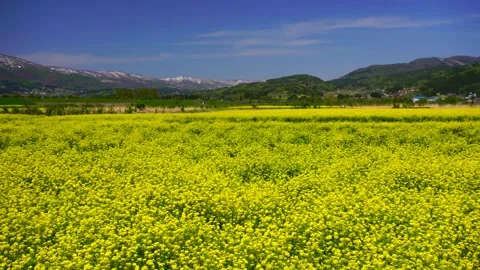 Fields of Rapeseed, Groves, and the Mountain Range of Nabekurayama near the Stock Footage 330990983