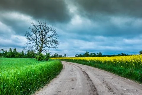 Fields of rapeseed, meadow and road between them. Blue sky with clouds. Stock Photos