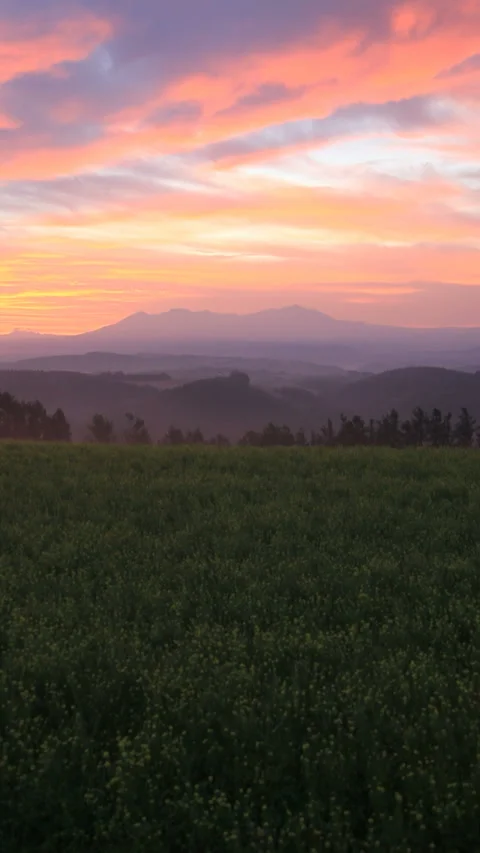 Fields of Rapeseed, Mount Daisetsu, and the Dawn Glow Vídeo Stock 330257863