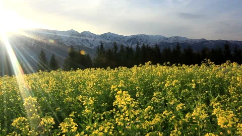 Fields of Rapeseed, Mount Goryudake, Mount Hakuba, and the Northern Alps at Vídeos de archivo 330193793